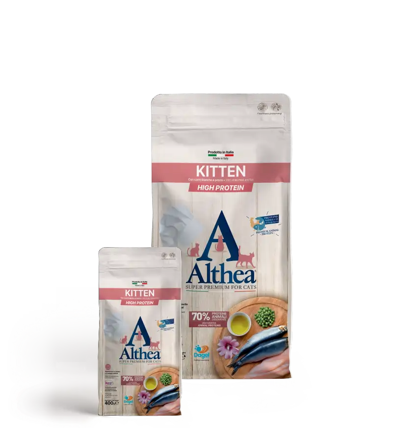 ALTHEA Kitten
